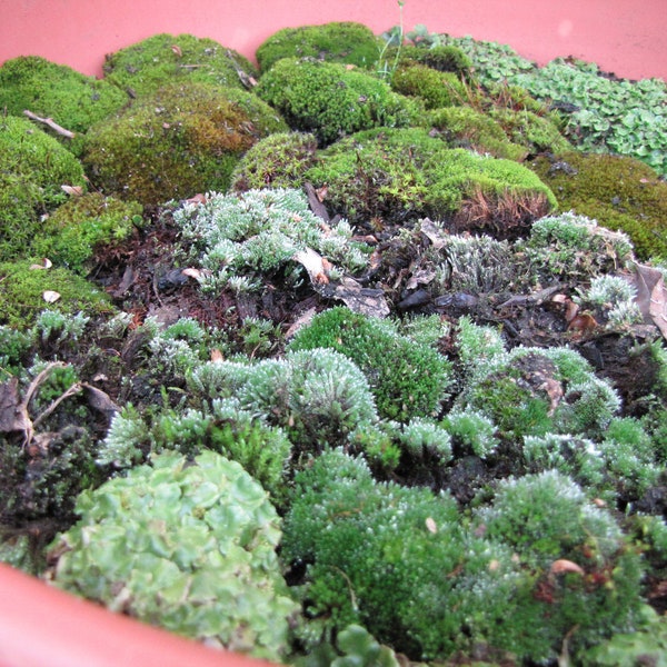 Live Terrarium Moss Mix