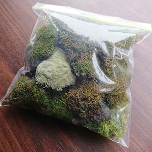 May include: A clear plastic bag filled with a variety of preserved moss. The moss is a mix of green, brown, and grey colours.