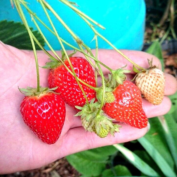 Heirloom GIANT Strawberry Plants 2 petits coureurs frais et sains Fresh Live