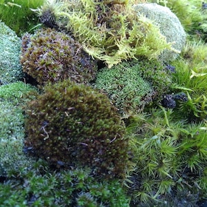 May include: A close-up of a variety of green mosses, including a light green moss, a dark green moss, and a moss with a feathery texture.