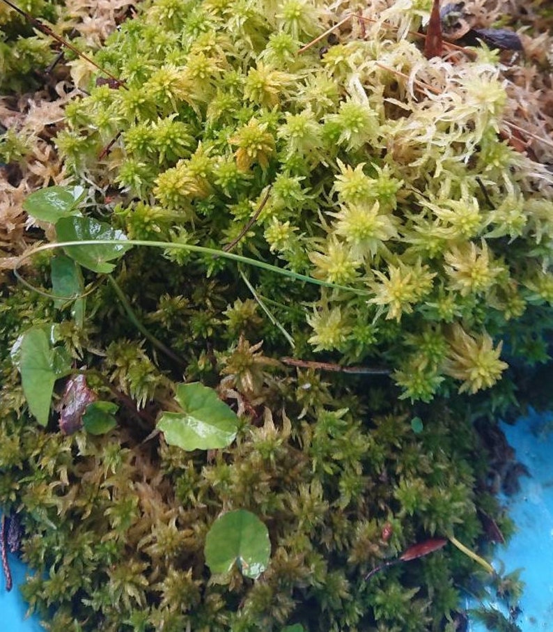 Sphagnum Bonsai Terrarium Pack Live Moss Kokedama Etsy Australia