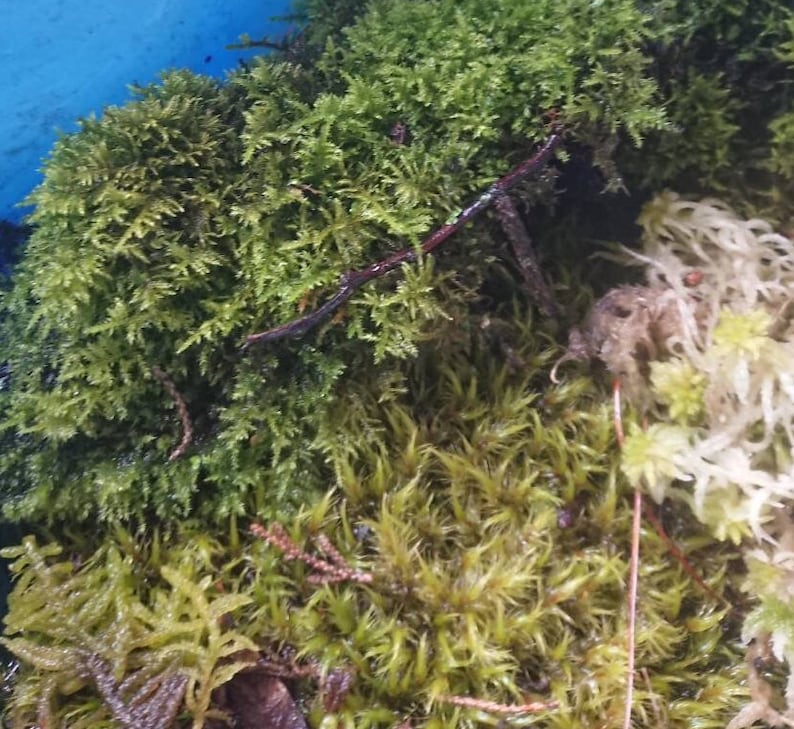 Sphagnum Bonsai Terrarium Pack Live Moss Kokedama Etsy Australia