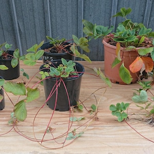 x12 Heirloom Giant Strawberry 12 Plant Runners Sent from Victoria Australia