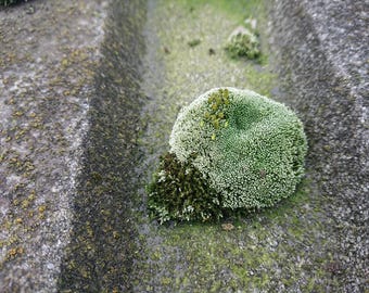 Alfiletero de musgo azul-verde, tipo resistente a la sequía