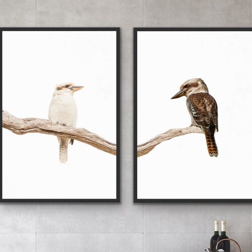 Kookaburras Australian Wildlife Art Print Kookaburra Wall Etsy Australia