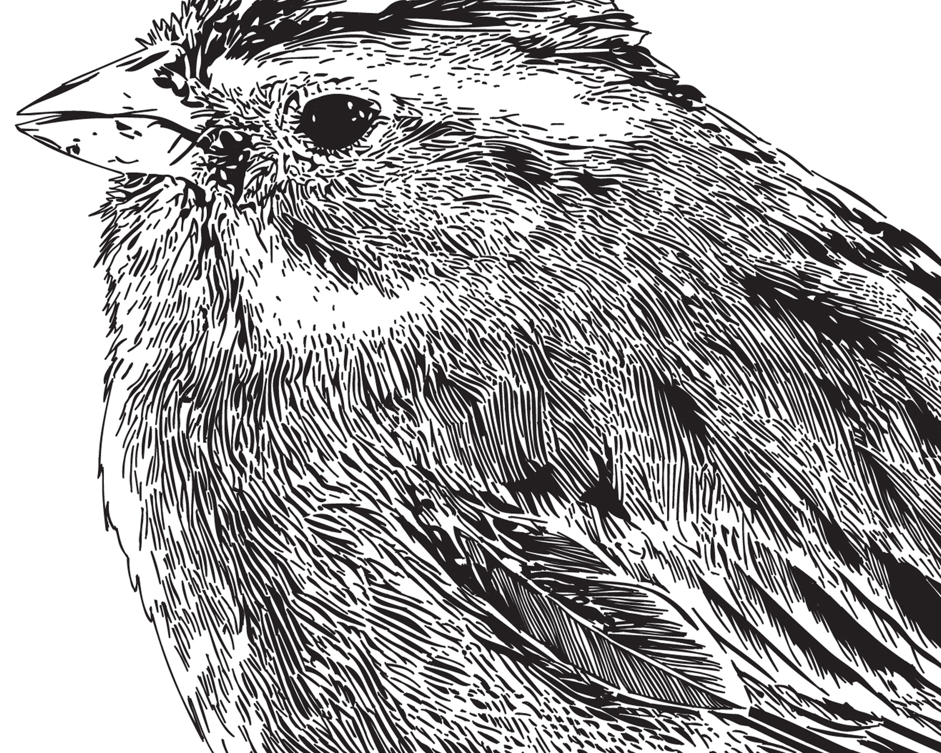 Original Hand Drawn Pen and Ink Bird 005 Black and White bird Etsy