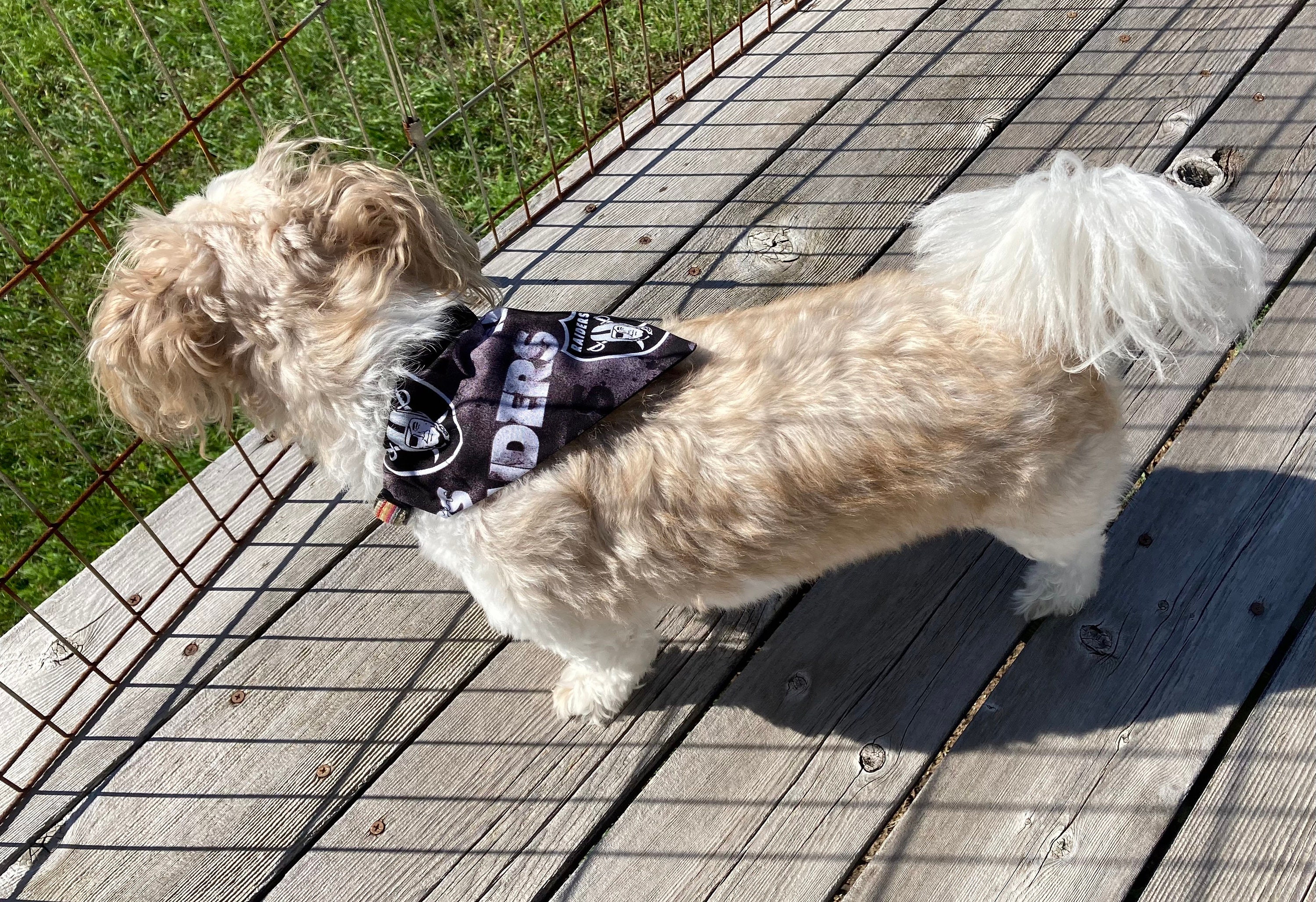 Las Vegas Raiders Over-the-Collar Reversible Dog Bandanas ~ Four Sizes –  ENestor Products