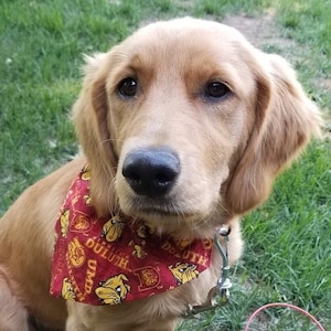 May include: A golden retriever puppy wearing a red bandana with a bulldog logo and the text "UMD DULUTH".