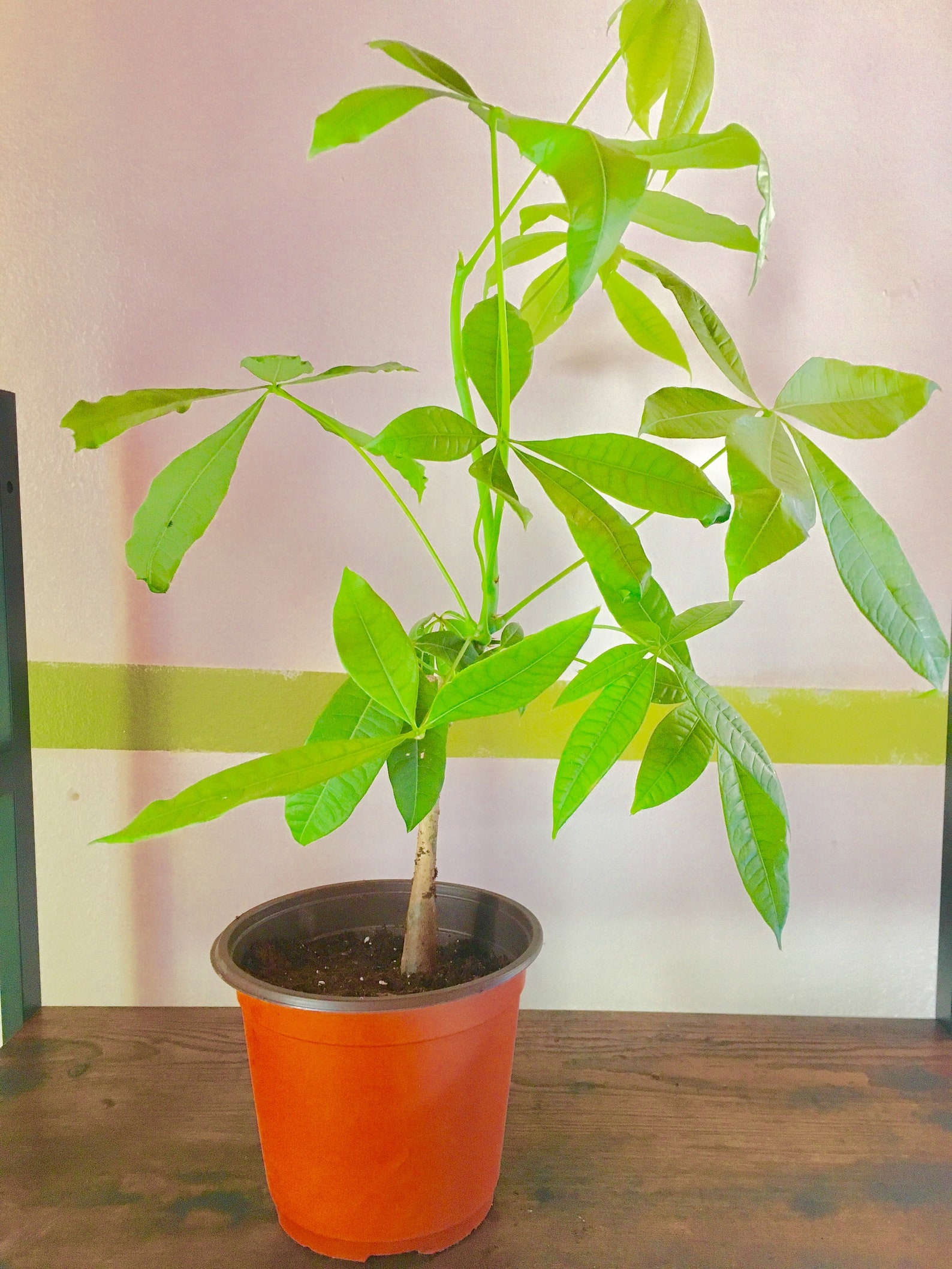 Prosperity Good luck Plant Etsy