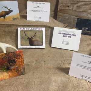 Pode incluir: Uma coleção de impressões de arte Elk Collection 2019. As impressões apresentam imagens de alces em vários ambientes naturais. As impressões são exibidas em uma superfície de serapilheira com um fundo de madeira e um chifre de veado.