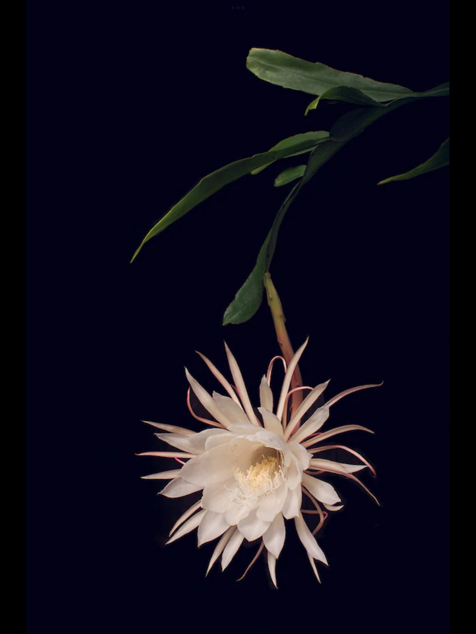 Night Blooming Cereus Queen of the Night epiphyllum Oxypetalum