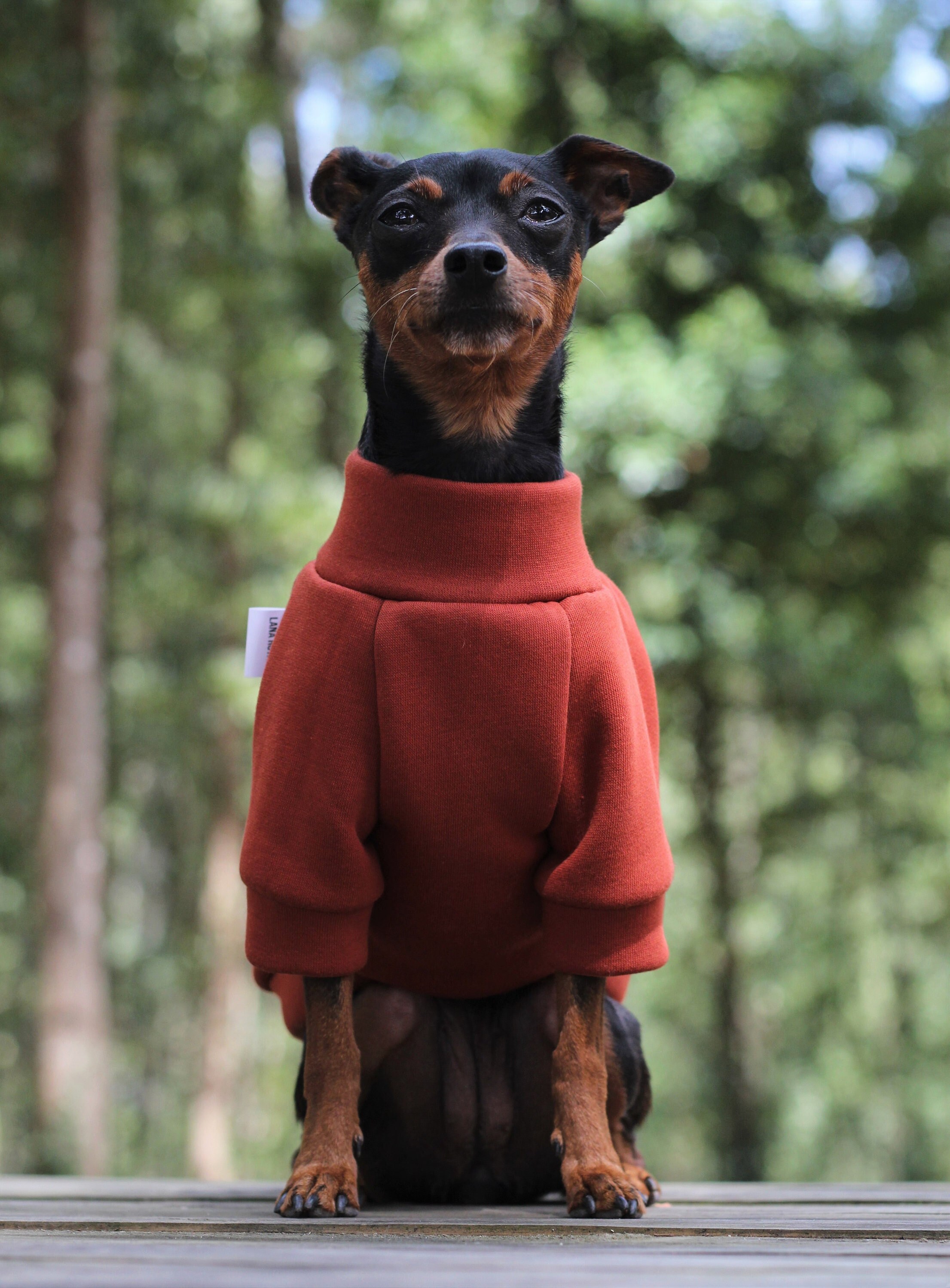 Top Dog Jacket Etsy Sweden
