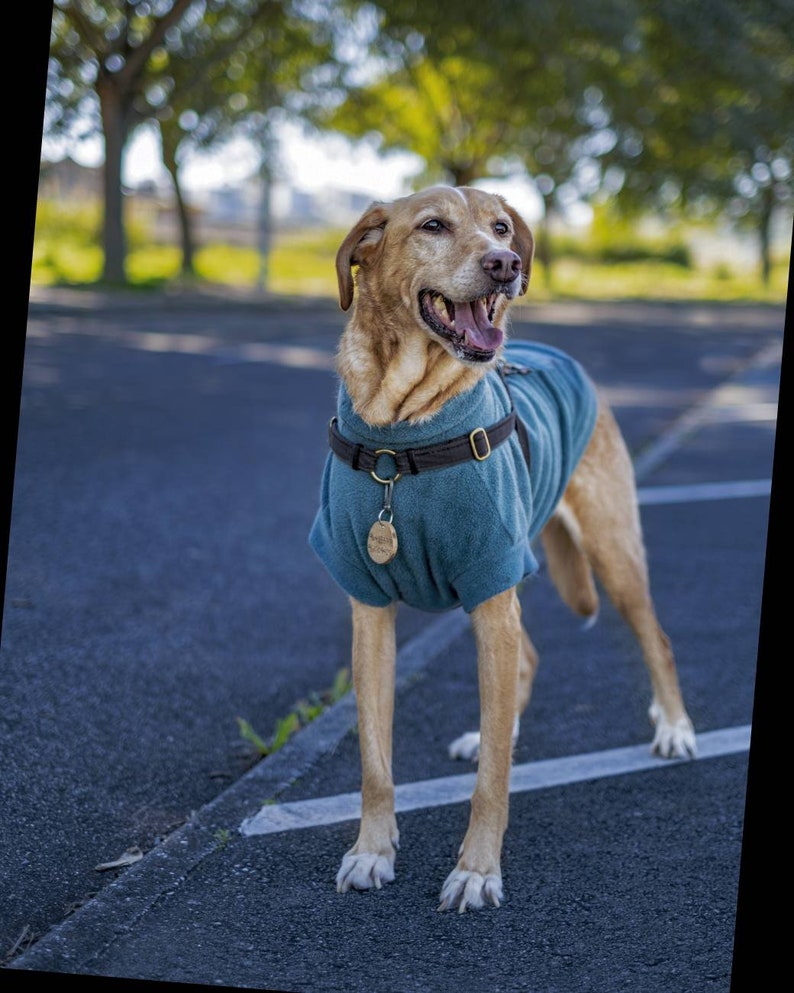 TEAL fleece dog vest soft polar dog sweatshirt sleeveless jumper hundepullover custom in size XS to 4XL image 4