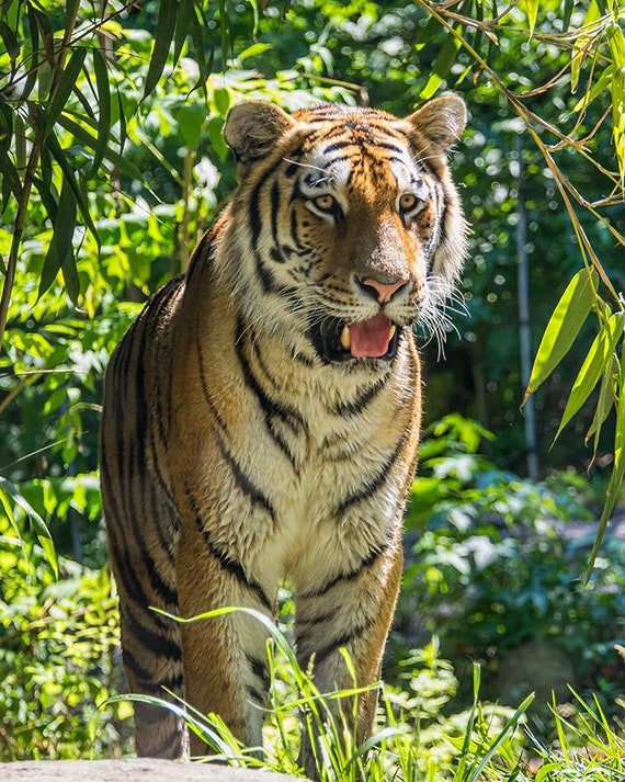 Close up portrait of Amur (Siberian) tiger in forest, looking at