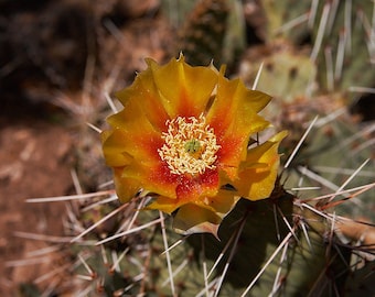 Cactus Flower Print, Nature Photography, Flower Photo, Flower Print, Grand Canyon National Park, Arizona