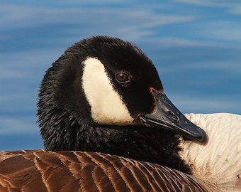 Canada Goose Print, Wildlife Photography, Bird Photo, Bird Print, Hubbard Park, Meriden, Connecticut