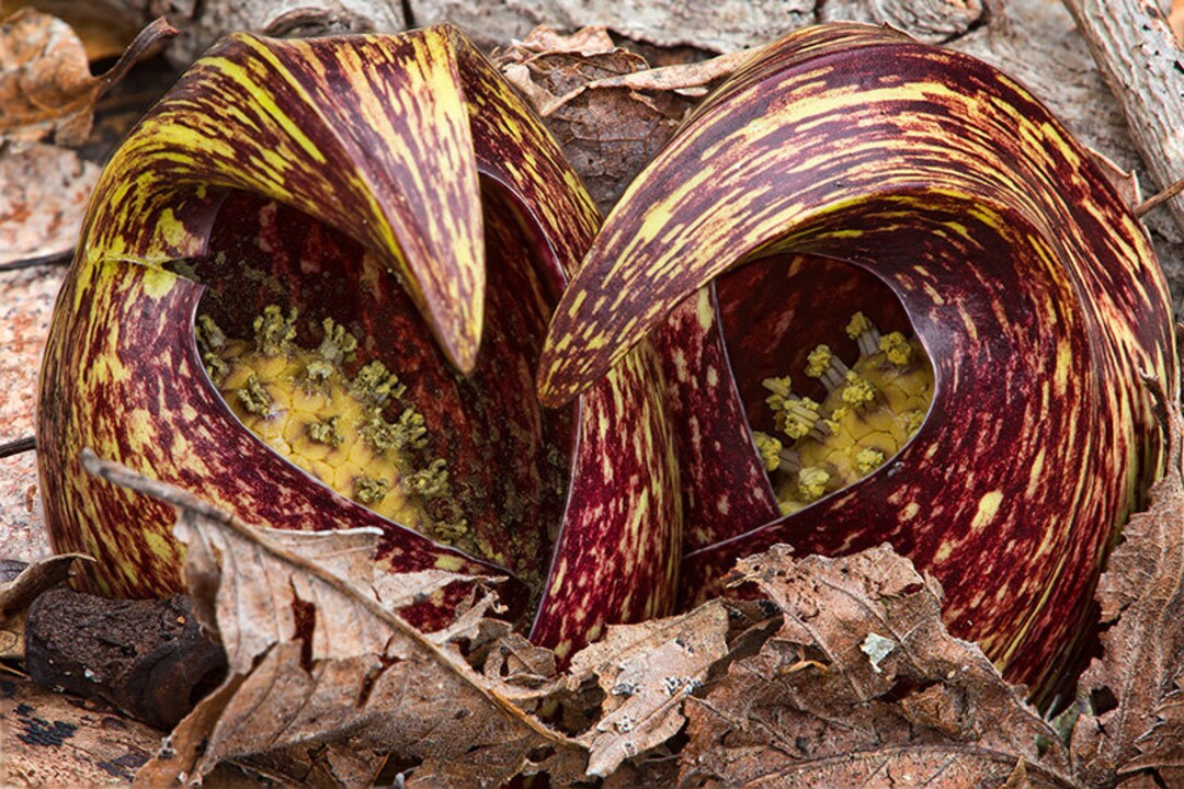 Skunk Cabbage Buds Print Nature Photography Flower Photo Etsy