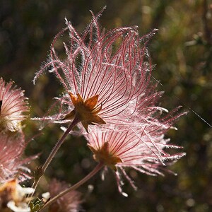 May include: Close-up of a pink and white flower with feathery petals. The flower is in bloom and has a delicate, airy appearance.