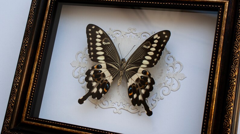 the central emperor swallowtail Taxidermy art display Framed butterfly Papilio lormieri