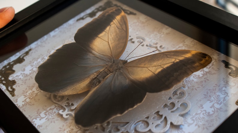 Frame butterfly Kaligo Memnon or Owl butterfly taxidermy insect real bug