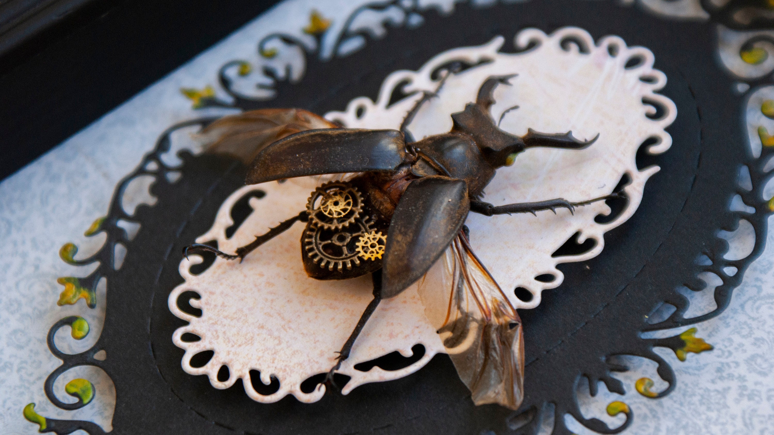Insect taxidermy steampunk stag beetle framed bug preserved Etsy