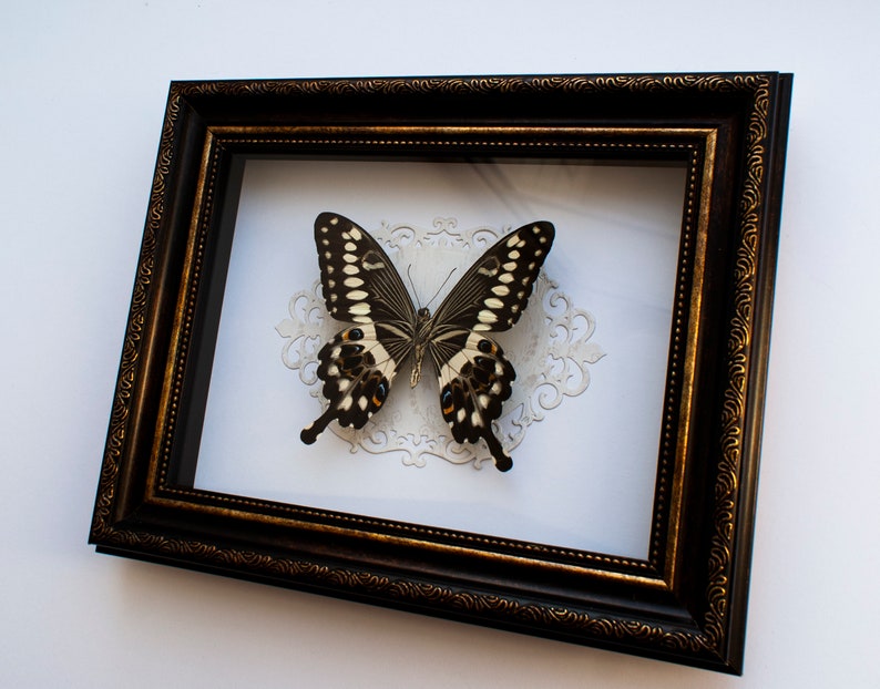 the central emperor swallowtail Taxidermy art display Framed butterfly Papilio lormieri