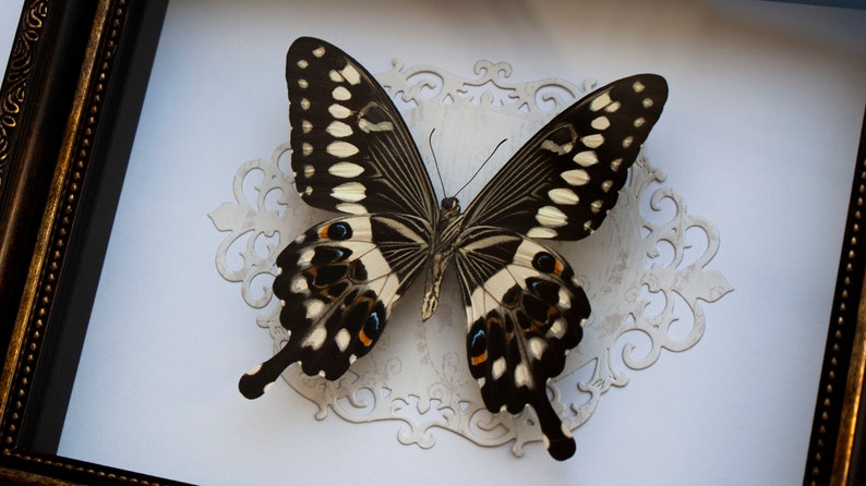 the central emperor swallowtail Taxidermy art display Framed butterfly Papilio lormieri