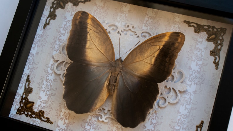 Frame butterfly Kaligo Memnon or Owl butterfly taxidermy insect real bug
