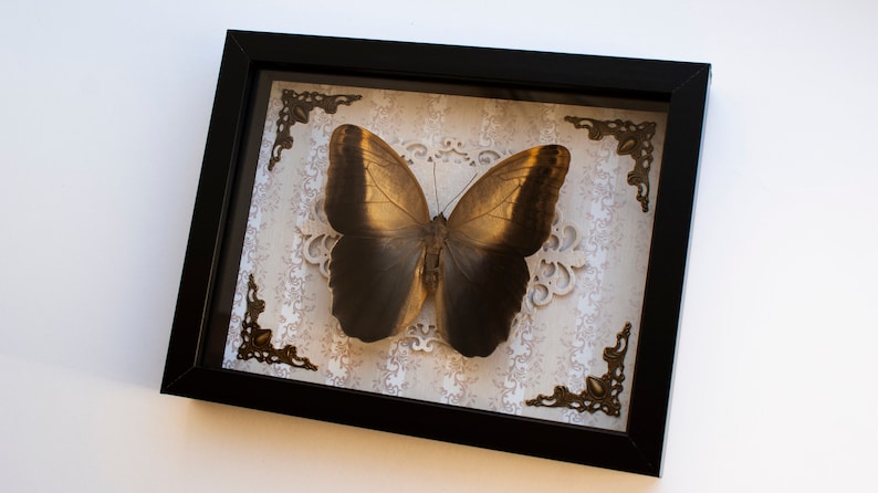 Frame butterfly Kaligo Memnon or Owl butterfly taxidermy insect real bug