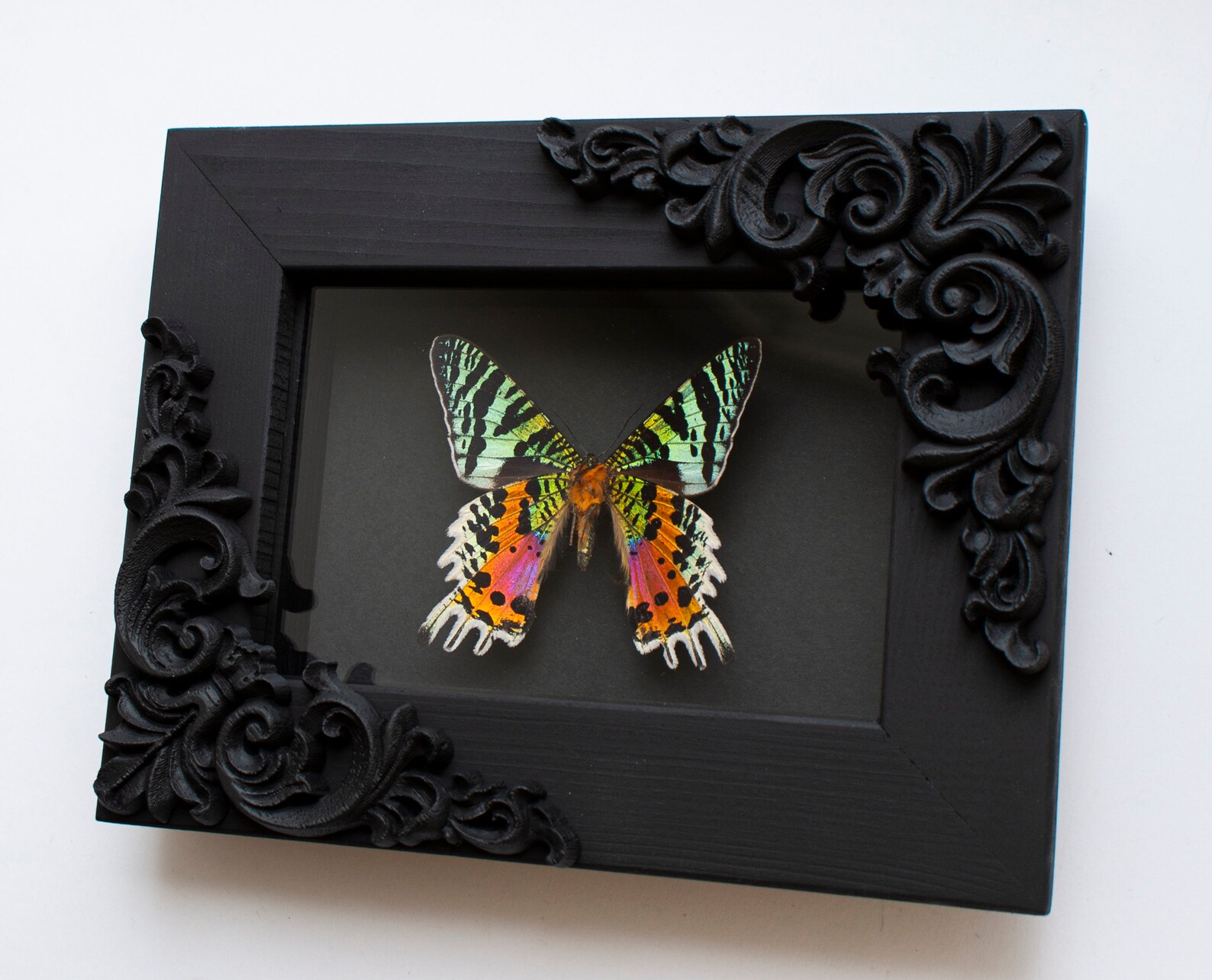 Framed butterflies / Real insect taxidermy art display gothic Etsy