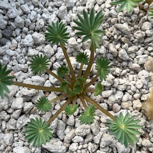 Yellow Wood Sorrel Oxalis Stricta Organic Seeds Aka Lemon Etsy Yellow Wood Sorrel Oxalis Stricta Organic Seeds Aka Lemon Etsy