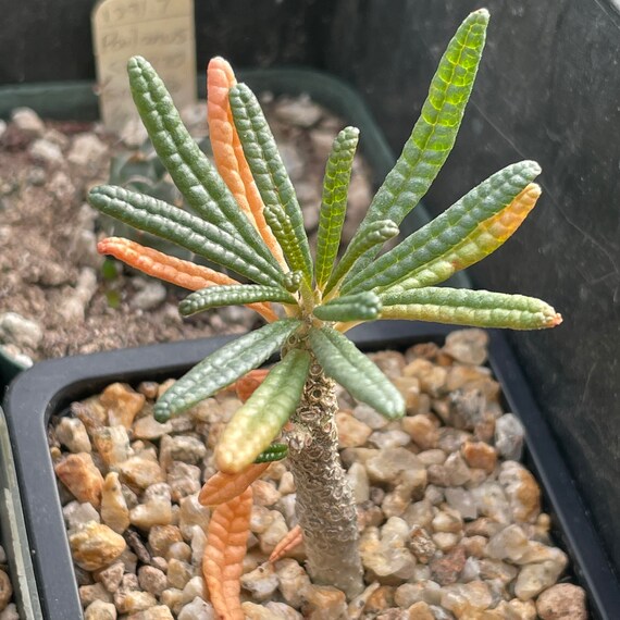 Dorstenia Gigas Bullata - Etsy