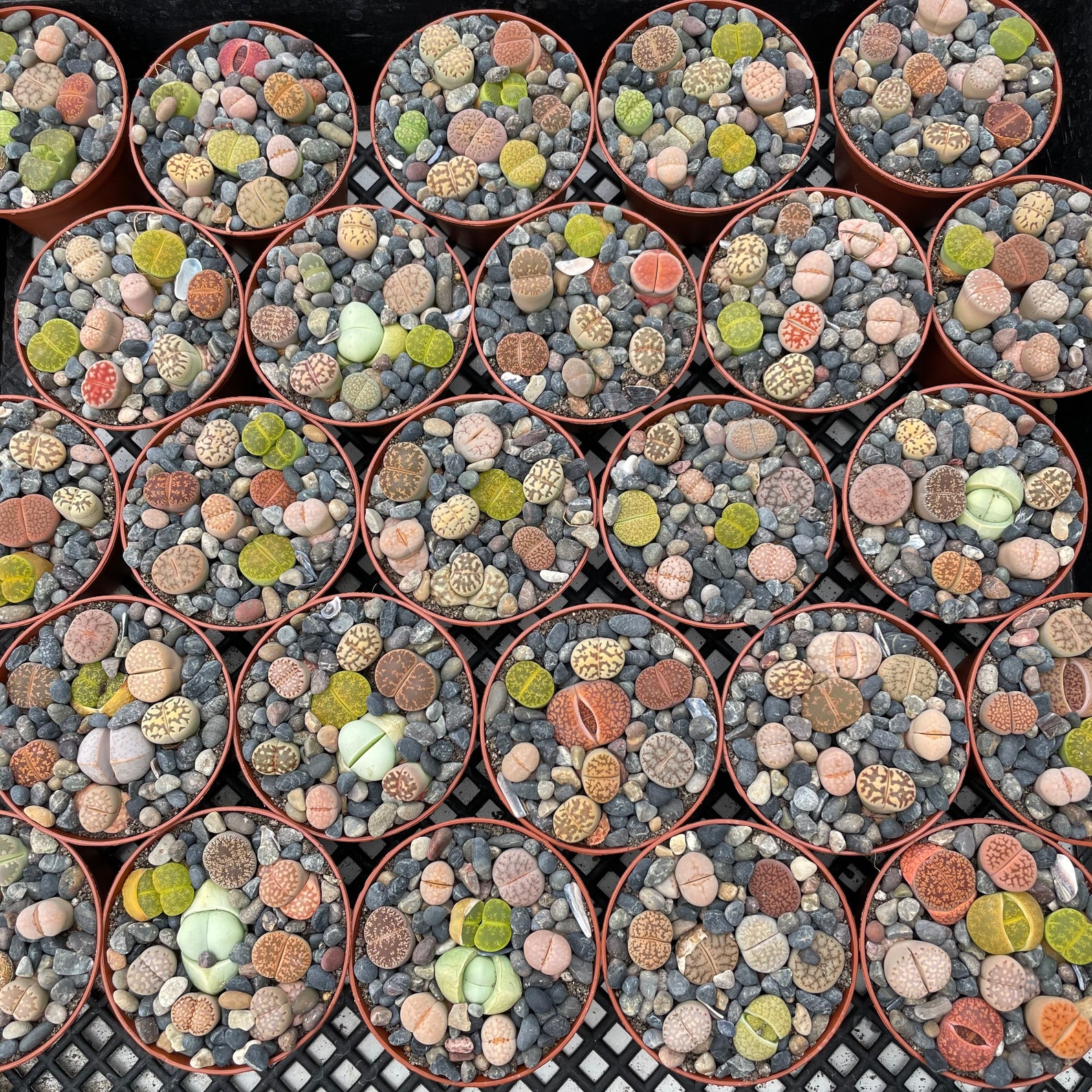 LARGE sized lithops pots Etsy