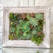 Living Picture Frame, Live Succulent Picture Frame, Vertical Garden, Live Succulent Wall Decor, Framed Succulent Decor