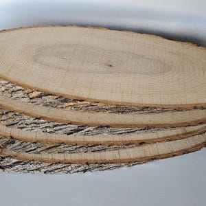 LIQUIDATION / slice of wood / oval / hardwood / missing part of its bark