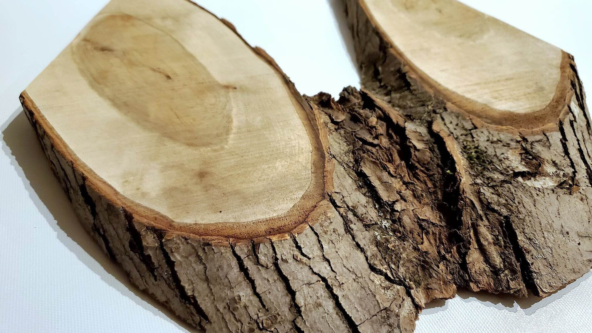 Live Edge Tree Slice / Wood and Bark / Raw and Dried Wood / - Etsy