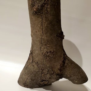 May include: A large, rough, brown tree branch with a knobby texture. The branch has a thick, cylindrical top and a wide, flat base.