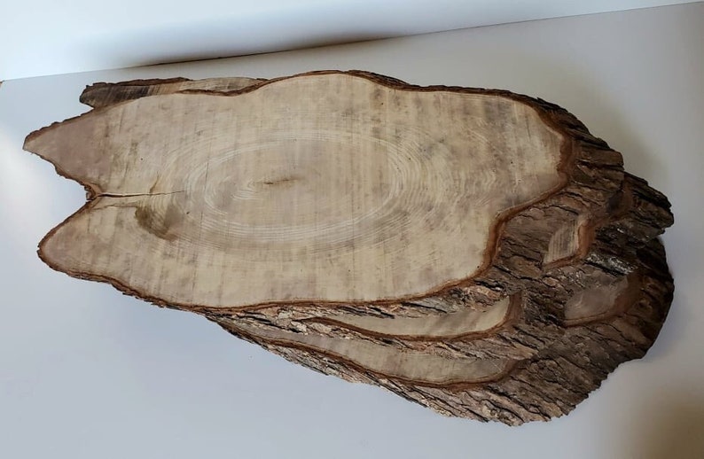 Shops large oval wood slab / live edge wood / maple / rare product / raw / 27 x 12.5 inches