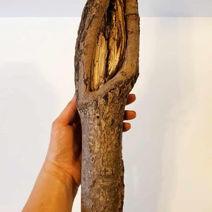 Wood / Stick / Maple wood / Branch / Craft