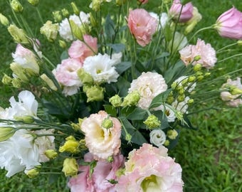 Lisianthus - Eustoma Grandiflorum 2.5” pot