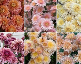 Heirloom chrysanthemum plant starter, 6 pack