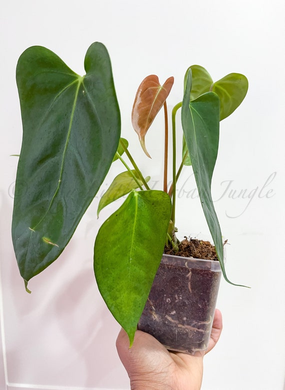 Anthurium Subsignatum x RVDP 分け株 Anthurium Subsignatum x RVDP (Flat Sinus) 5