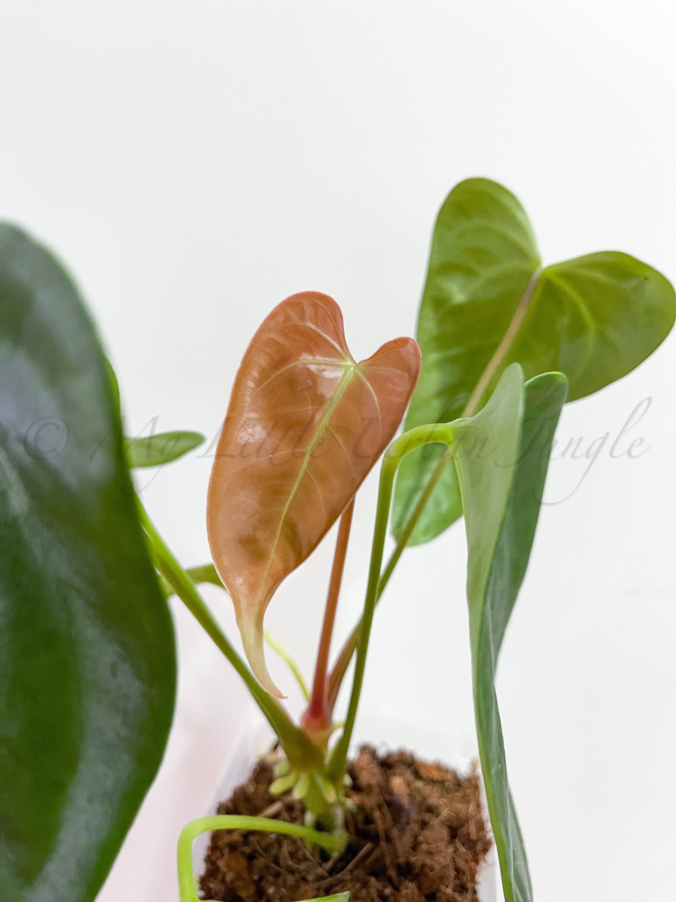 Anthurium Subsignatum x RVDP 分け株 Anthurium Subsignatum x RVDP (Flat Sinus) 5