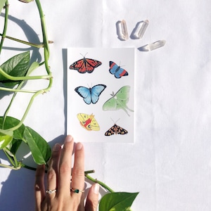 Carte postale papillon et papillon de nuit