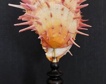 Cabinet de Curiosités coquillage spondylus americanus sur socle