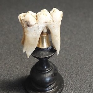 May include: A molar tooth displayed on a small, turned wooden stand with a brass fitting. The tooth is off-white with some staining. The stand is black with a rounded base and a narrow neck.