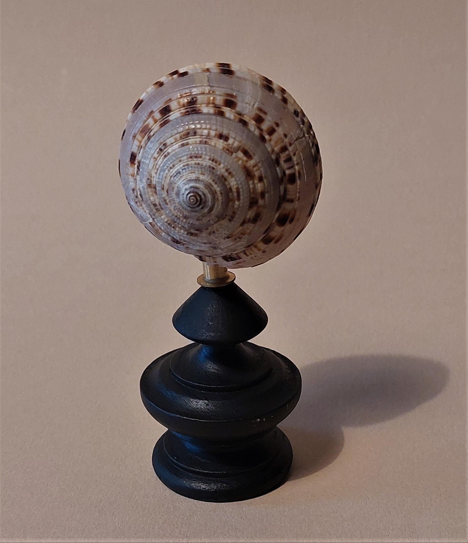 Cabinet de Curiosités Coquillage Architectonica Perspectiva sur Socle