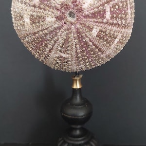 Cabinet of Curiosities sea urchin flower toxopneustes pileolus on base