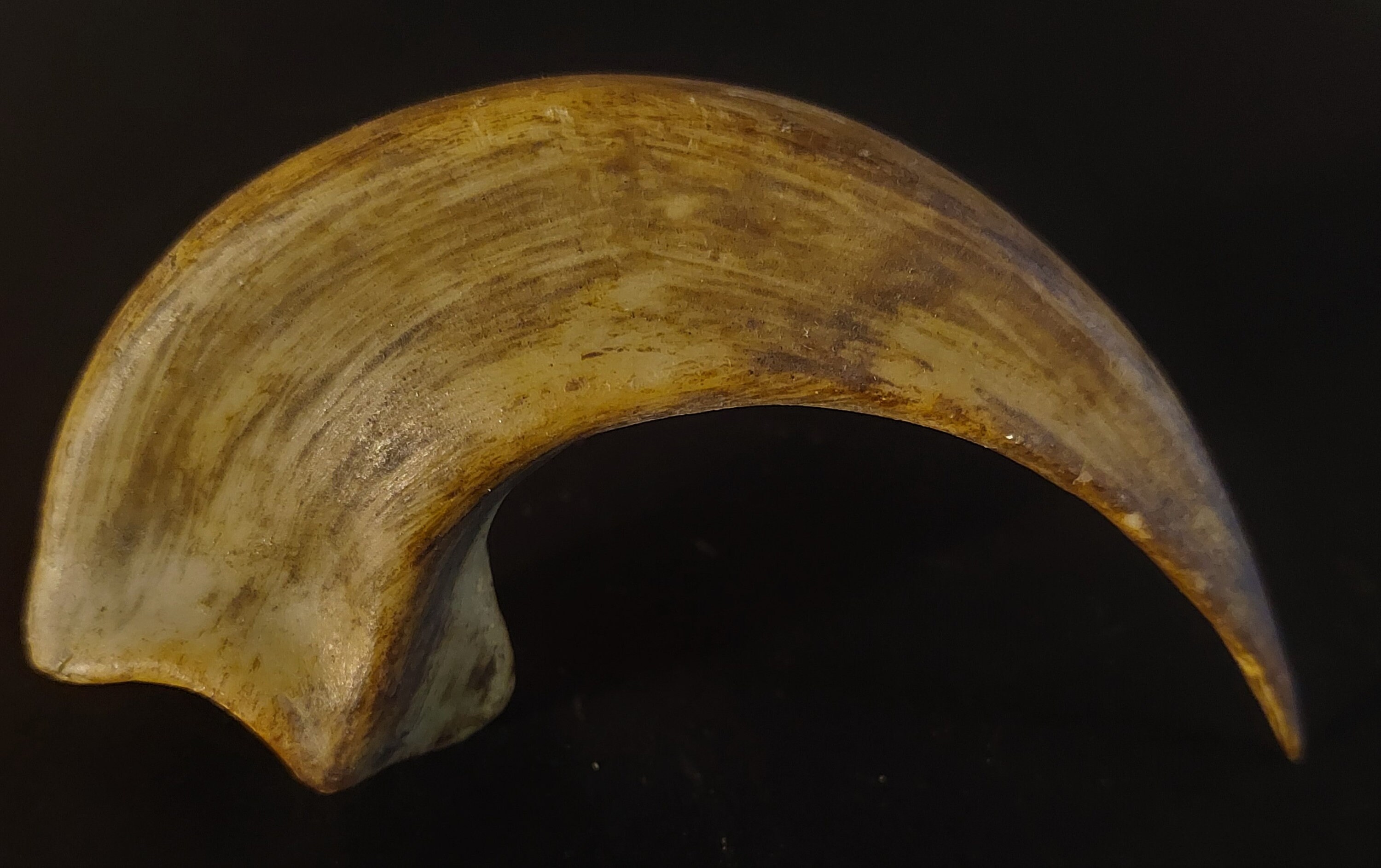 Réplique de Griffe Spinosaurus en Résine 150 mm