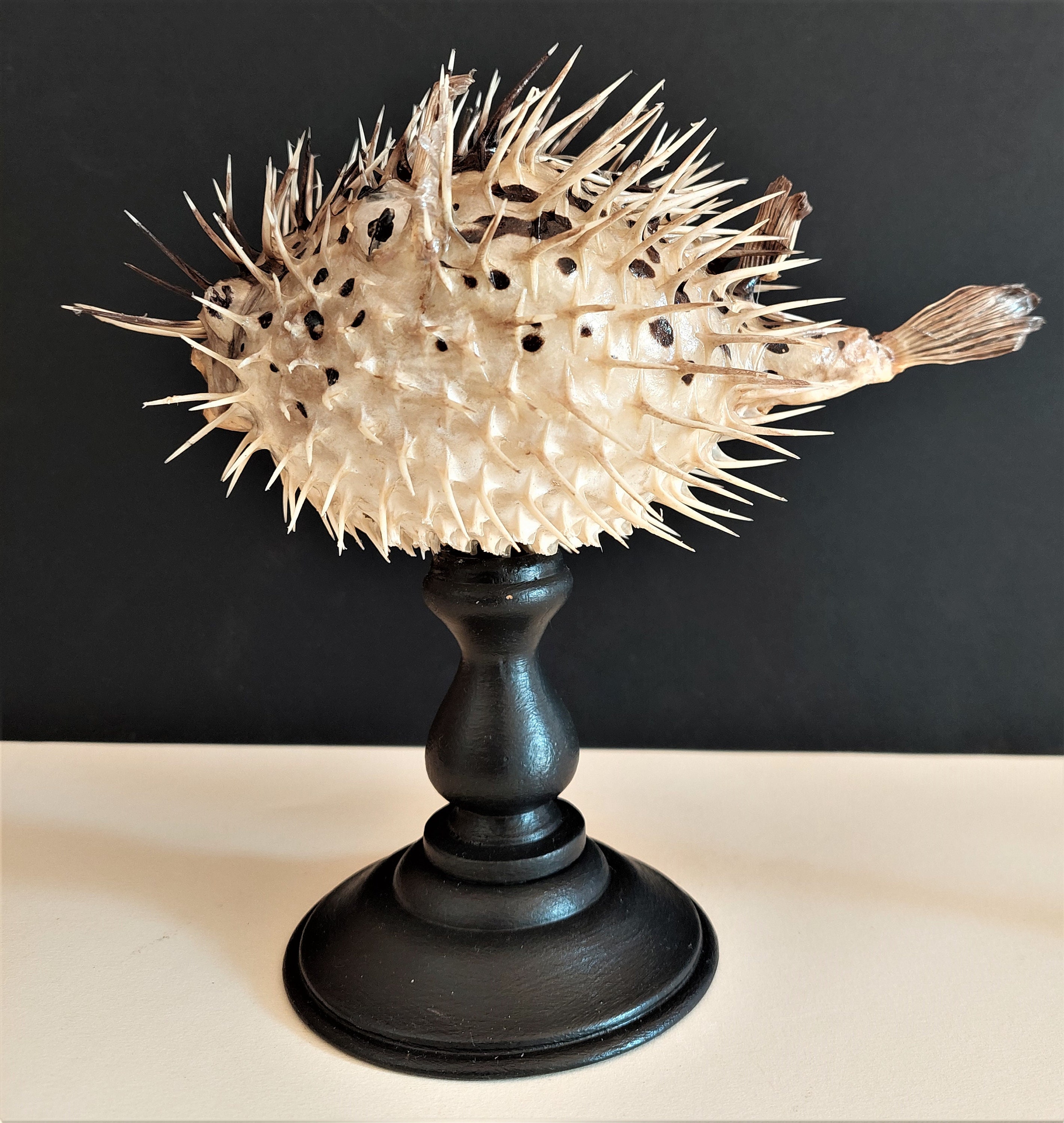 Cabinet de Curiosités Poisson Naturalisé Diodon Holocanthus sur Socle